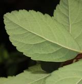 tavolník  <i>(Spiraea ×fontenaysi)</i> / List