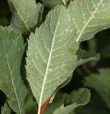 tavolník  <i>(Spiraea ×macrothyrsa)</i> / List