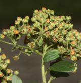 tavolník Henryův <i>(Spiraea henryi Hemsl.)</i> / Plod