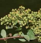 tavolník Henryův <i>(Spiraea henryi Hemsl.)</i> / Plod