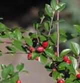 skalník rozkladitý <i>(Cotoneaster divaricatus)</i> / List