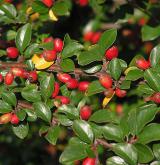 skalník rozkladitý <i>(Cotoneaster divaricatus)</i> / List