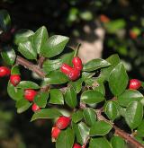 skalník rozkladitý <i>(Cotoneaster divaricatus)</i> / Plod
