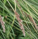 ostřice latnatá <i>(Carex paniculata)</i> / Květ/Květenství