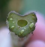 lopuch hajní <i>(Arctium nemorosum)</i> / List