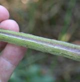 lopuch hajní <i>(Arctium nemorosum)</i> / List