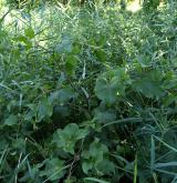 lopuch hajní <i>(Arctium nemorosum)</i> / Habitus