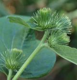 lopuch hajní <i>(Arctium nemorosum)</i> / Květ/Květenství