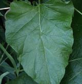 lopuch hajní <i>(Arctium nemorosum)</i> / List