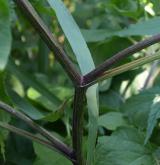 lopuch hajní <i>(Arctium nemorosum)</i> / Stonek