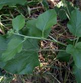 lopuch hajní <i>(Arctium nemorosum)</i> / Habitus