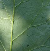 lopuch hajní <i>(Arctium nemorosum)</i> / List