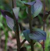 kruštík modrofialový <i>(Epipactis purpurata)</i> / List
