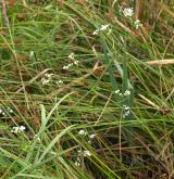 svízel potoční <i>(Galium rivale)</i> / Habitus