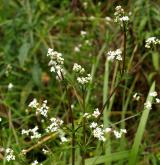 svízel potoční <i>(Galium rivale)</i> / Květ/Květenství