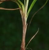 ostřice zakrslá <i>(Carex depressa)</i> / Ostatní