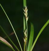 ostřice zakrslá <i>(Carex depressa)</i> / Květ/Květenství