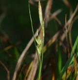 ostřice zakrslá <i>(Carex depressa)</i> / Květ/Květenství