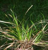 ostřice zakrslá <i>(Carex depressa)</i> / Habitus