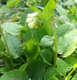 kostival velkokvětý <i>(Symphytum grandiflorum)</i> / Habitus