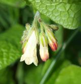 kostival velkokvětý <i>(Symphytum grandiflorum)</i> / Květ/Květenství