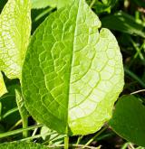 kostival velkokvětý <i>(Symphytum grandiflorum)</i> / List