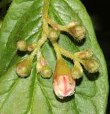 skalník puchýřnatý <i>(Cotoneaster bullatus)</i> / Květ/Květenství
