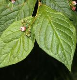 skalník puchýřnatý <i>(Cotoneaster bullatus)</i> / List