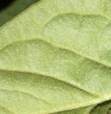 skalník puchýřnatý <i>(Cotoneaster bullatus)</i> / List