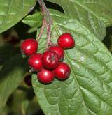 skalník puchýřnatý <i>(Cotoneaster bullatus)</i> / Plod