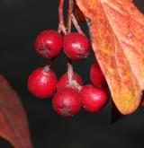 skalník puchýřnatý <i>(Cotoneaster bullatus)</i> / Plod