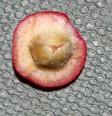 skalník puchýřnatý <i>(Cotoneaster bullatus)</i> / Plod