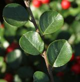 skalník Hjelmqvistův <i>(Cotoneaster hjelmqvistii Flinck & B. Hylmö)</i> / List
