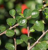 skalník Hjelmqvistův <i>(Cotoneaster hjelmqvistii Flinck & B. Hylmö)</i> / List