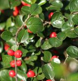 skalník Hjelmqvistův <i>(Cotoneaster hjelmqvistii Flinck & B. Hylmö)</i> / Plod