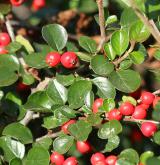 skalník Hjelmqvistův <i>(Cotoneaster hjelmqvistii Flinck & B. Hylmö)</i> / Plod