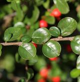 skalník Hjelmqvistův <i>(Cotoneaster hjelmqvistii Flinck & B. Hylmö)</i> / Květ/Květenství