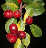 skalník rozkladitý <i>(Cotoneaster divaricatus)</i> / Plod