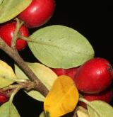 skalník rozkladitý <i>(Cotoneaster divaricatus)</i> / List
