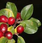 skalník rozkladitý <i>(Cotoneaster divaricatus)</i> / Plod
