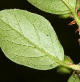 skalník rozkladitý <i>(Cotoneaster divaricatus)</i> / List