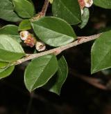 skalník rozkladitý <i>(Cotoneaster divaricatus)</i> / List