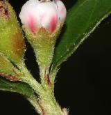 skalník rozkladitý <i>(Cotoneaster divaricatus)</i> / Květ/Květenství