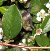 skalník Dammerův <i>(Cotoneaster dammeri C. K. Schneid.)</i> / List