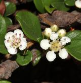 skalník Dammerův <i>(Cotoneaster dammeri C. K. Schneid.)</i> / Květ/Květenství