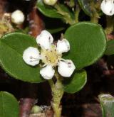 skalník Dammerův <i>(Cotoneaster dammeri C. K. Schneid.)</i> / Květ/Květenství