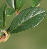 skalník Dammerův <i>(Cotoneaster dammeri C. K. Schneid.)</i> / List