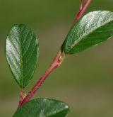 skalník Dammerův <i>(Cotoneaster dammeri C. K. Schneid.)</i> / List