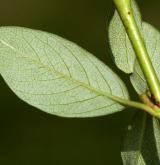 skalník Dammerův <i>(Cotoneaster dammeri C. K. Schneid.)</i> / List