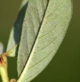skalník Dammerův <i>(Cotoneaster dammeri C. K. Schneid.)</i> / List